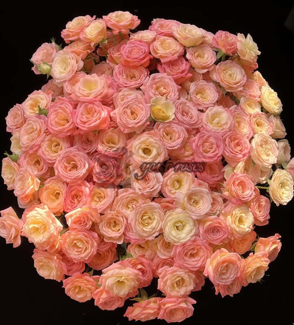Zanhua Xiao Rose丨Your roses