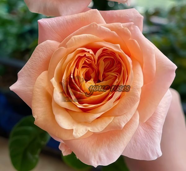 lmagine Rose丨Your roses