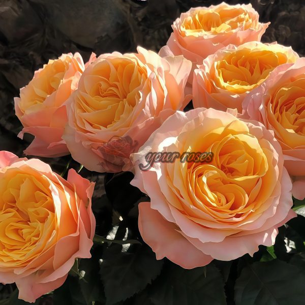 lmagine Rose for sale丨Your roses