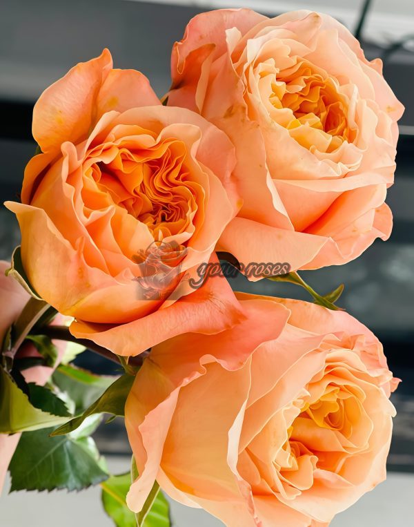 lmagine Rose丨Your roses
