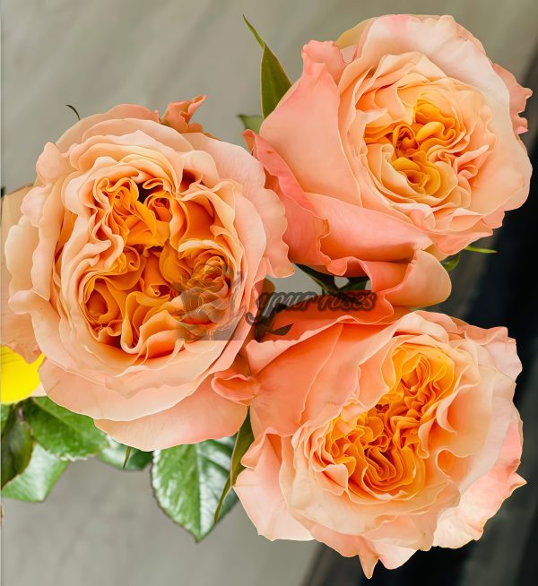 lmagine Rose plant丨Your roses