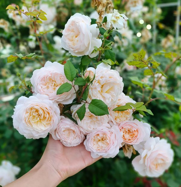 Crocus Rose丨Your roses