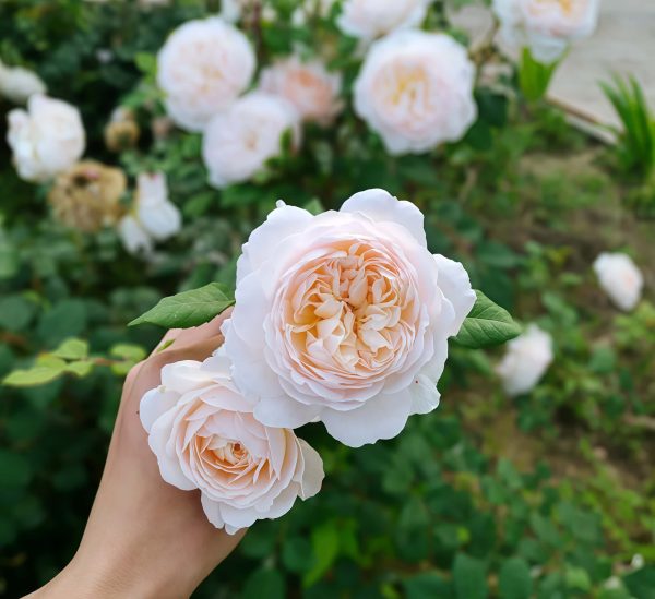 Crocus Rose for sale丨Your roses
