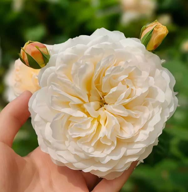 Crocus Rose丨Your roses