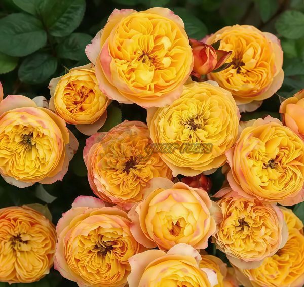 Golden Vuvuzela Rose丨Your roses