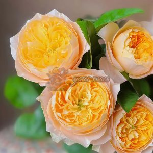 Golden Vuvuzela Rose for sale丨Your roses