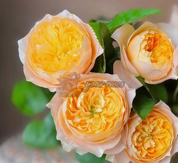 Golden Vuvuzela Rose for sale丨Your roses