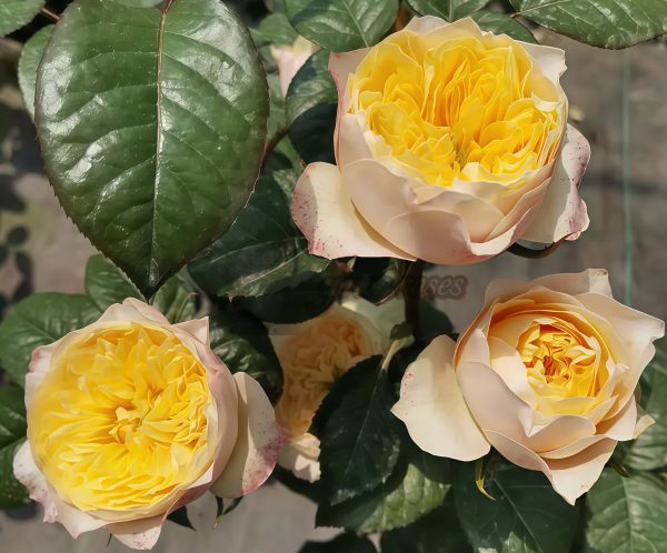 Golden Vuvuzela Rose丨Your roses