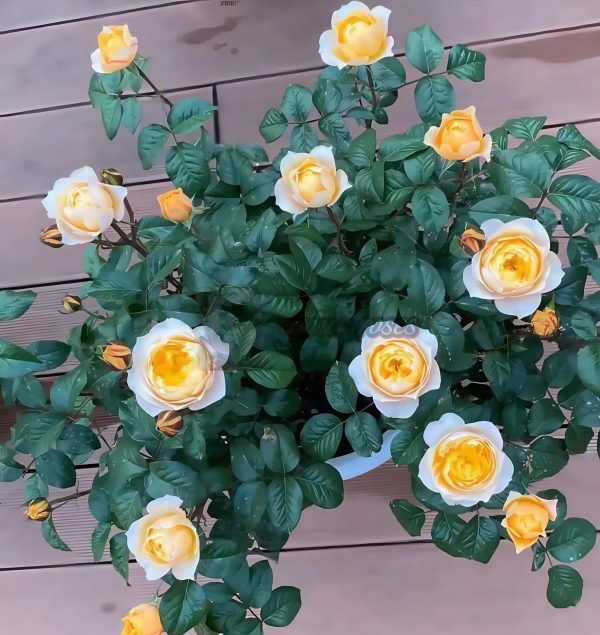 Golden Vuvuzela Rose plant丨Your roses