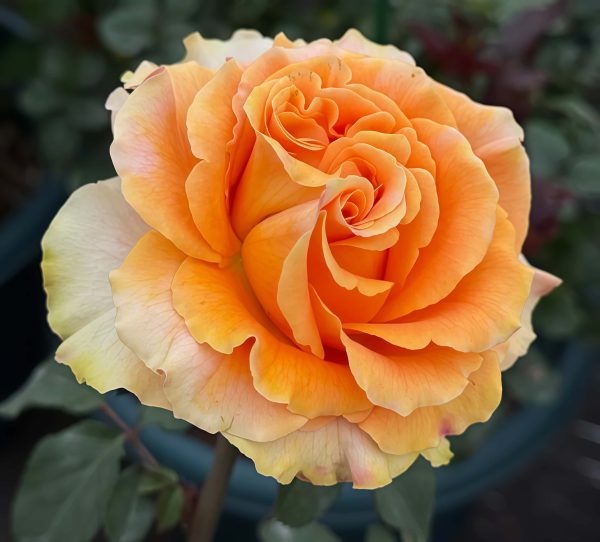 Mandarin x-pression Rose for sale丨Your roses