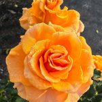 Mandarin x-pression Rose丨Your roses