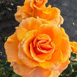 Mandarin x-pression Rose丨Your roses