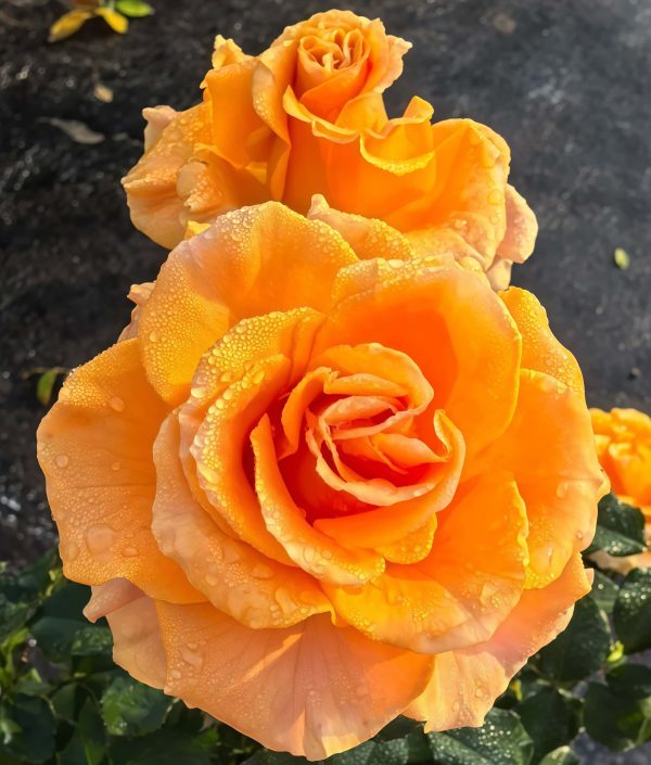 Mandarin x-pression Rose丨Your roses