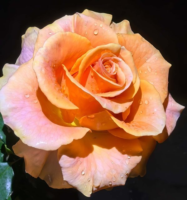 Mandarin x-pression Rose plant丨Your roses