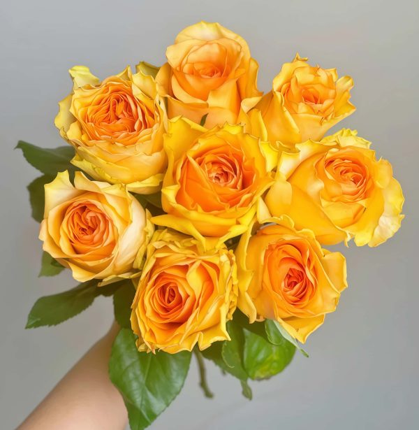 Mandarin x-pression Rose丨Your roses