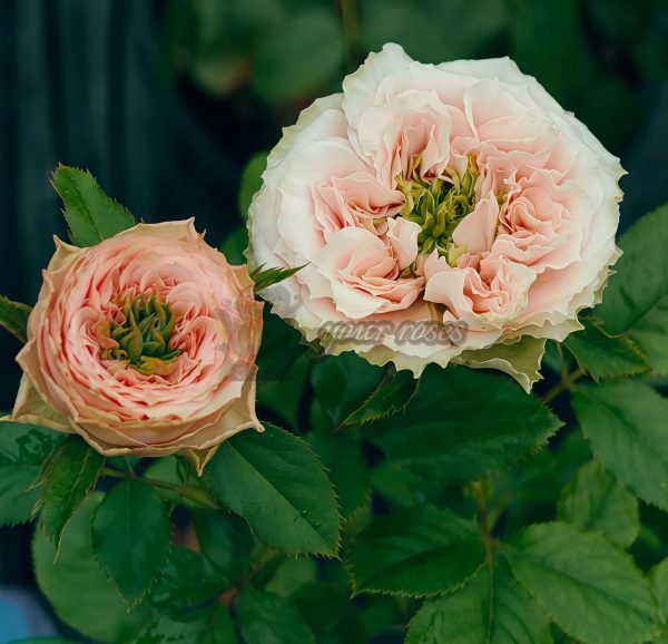 Sweet Eyes Rose丨Your roses