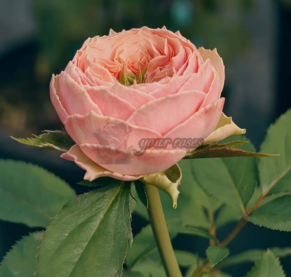 Sweet Eyes Rose for sale丨Your roses