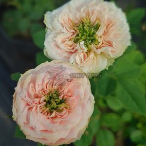 Sweet Eyes Rose丨Your roses