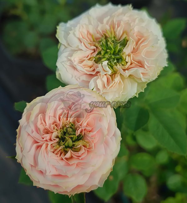 Sweet Eyes Rose丨Your roses