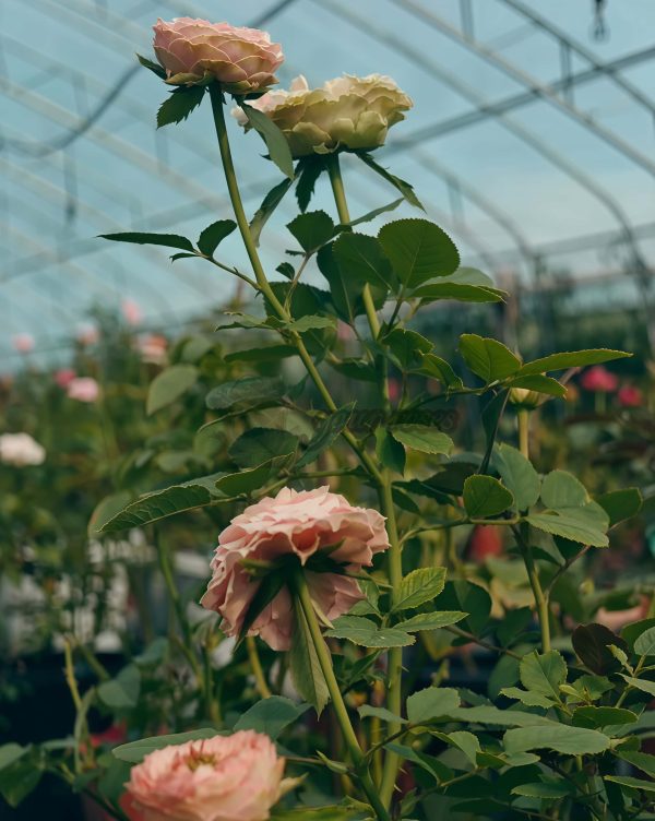 Sweet Eyes Rose plant丨Your roses