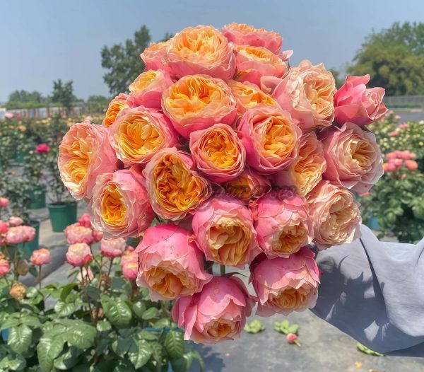 Sweet vuvuzela Rose丨Your roses
