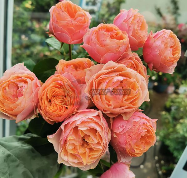 Sweet vuvuzela Rose plant丨Your roses