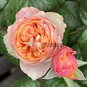 Sweet vuvuzela Rose丨Your roses