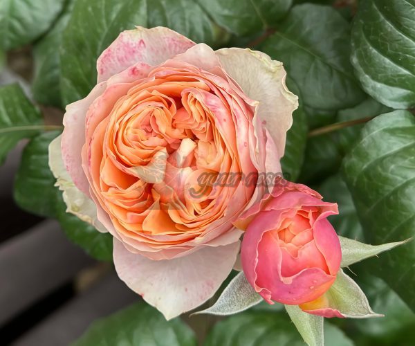 Sweet vuvuzela Rose丨Your roses