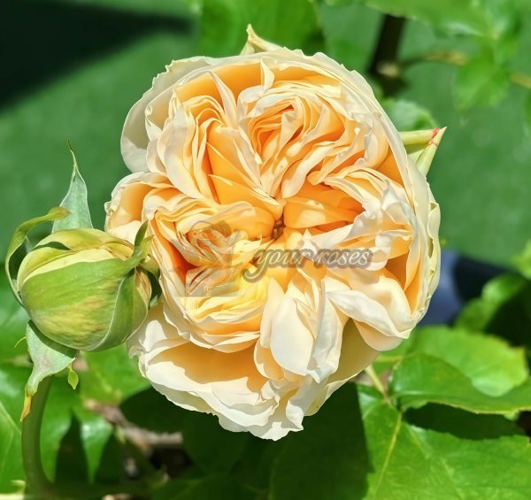 Vanilla Catalina Rose plant丨Your roses