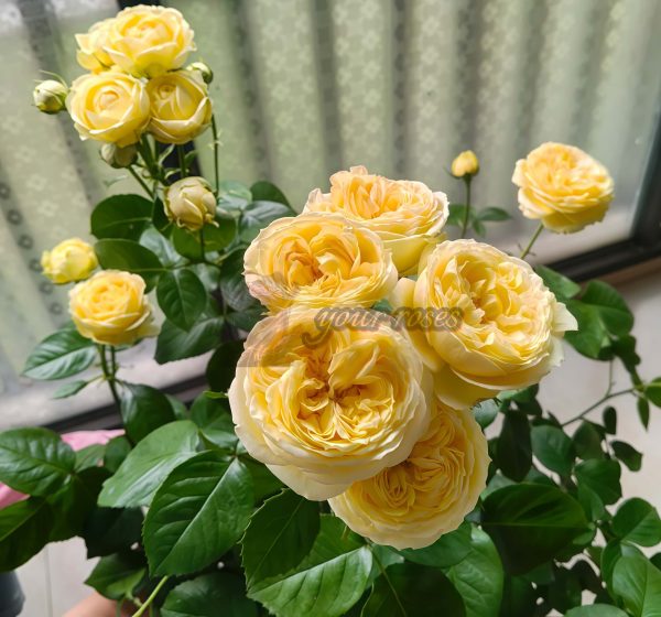 Vanilla Catalina Rose丨Your roses