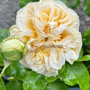 Vanilla Catalina Rose for sale丨Your roses