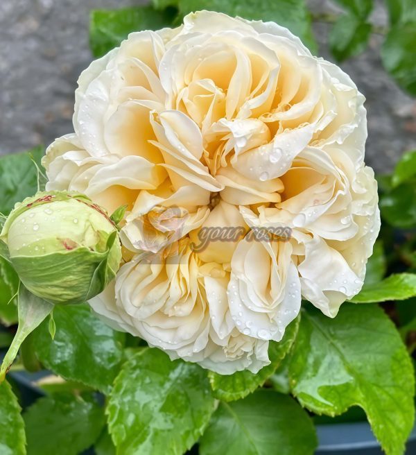 Vanilla Catalina Rose for sale丨Your roses