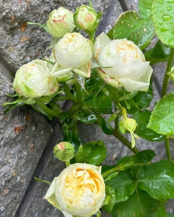 Vanilla Catalina Rose丨Your roses
