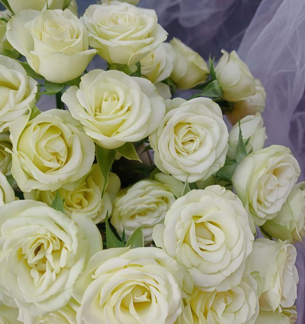 Wedding x-pression Rose plant丨Your roses