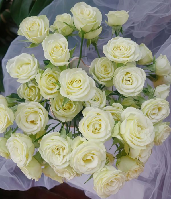 Wedding x-pression Rose for sale丨Your roses