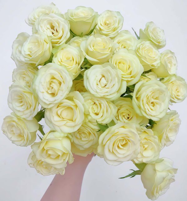 Wedding x-pression Rose丨Your roses