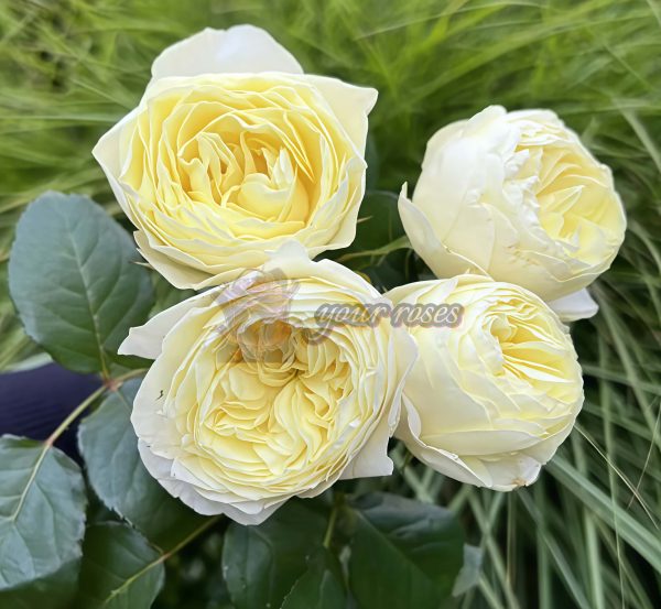 White vuvuzela Rose plant丨Your roses