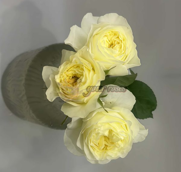 White vuvuzela Rose丨Your roses