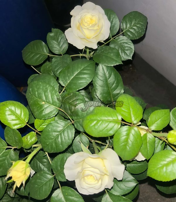 White vuvuzela Rose for sale丨Your roses