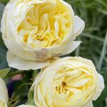 White vuvuzela Rose丨Your roses