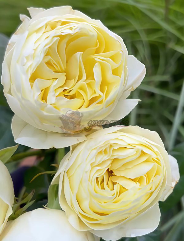 White vuvuzela Rose丨Your roses