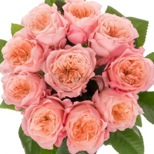 Mayfield! Rose for sale丨Your roses