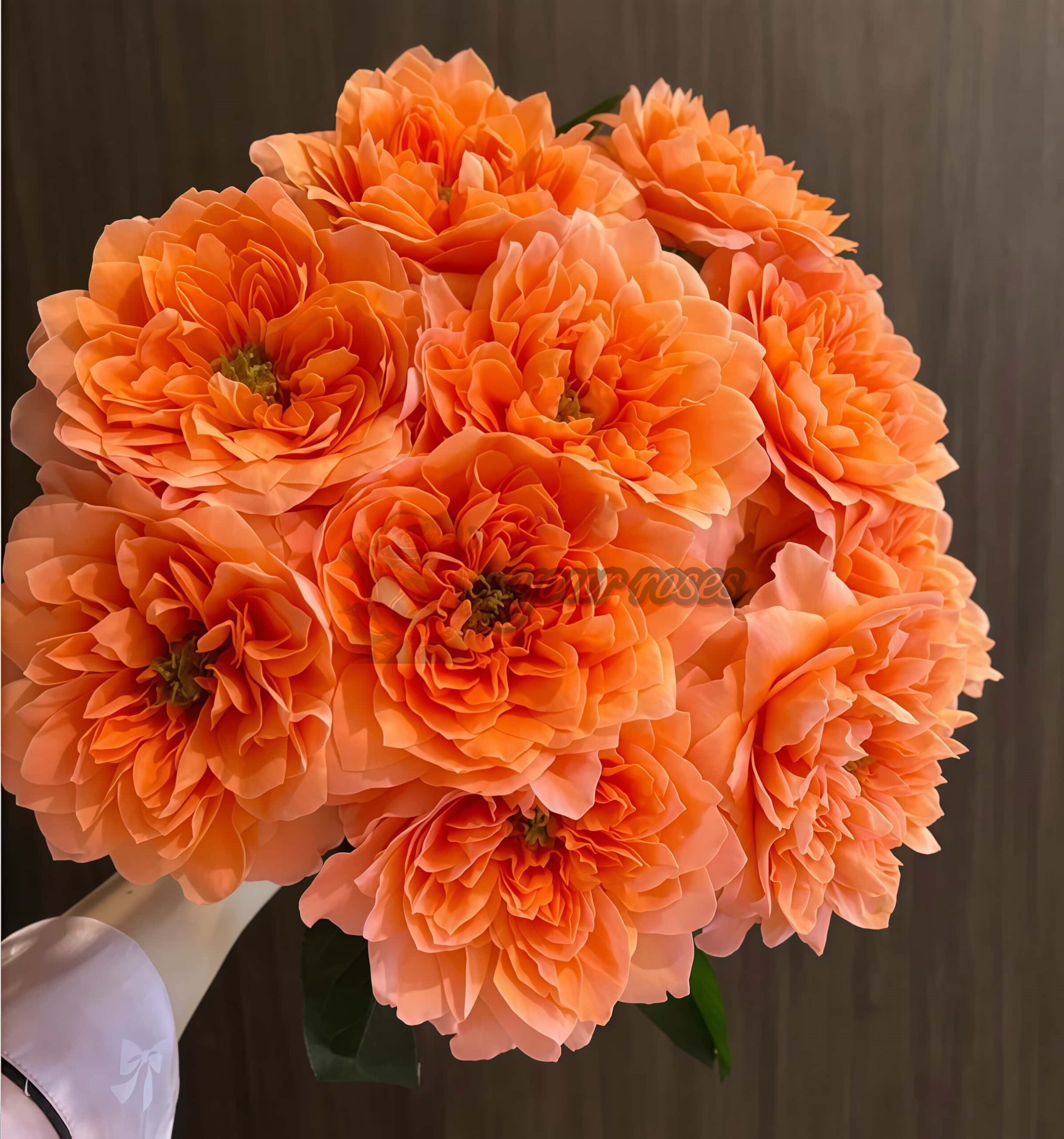 Dragonfly Rose丨Your roses