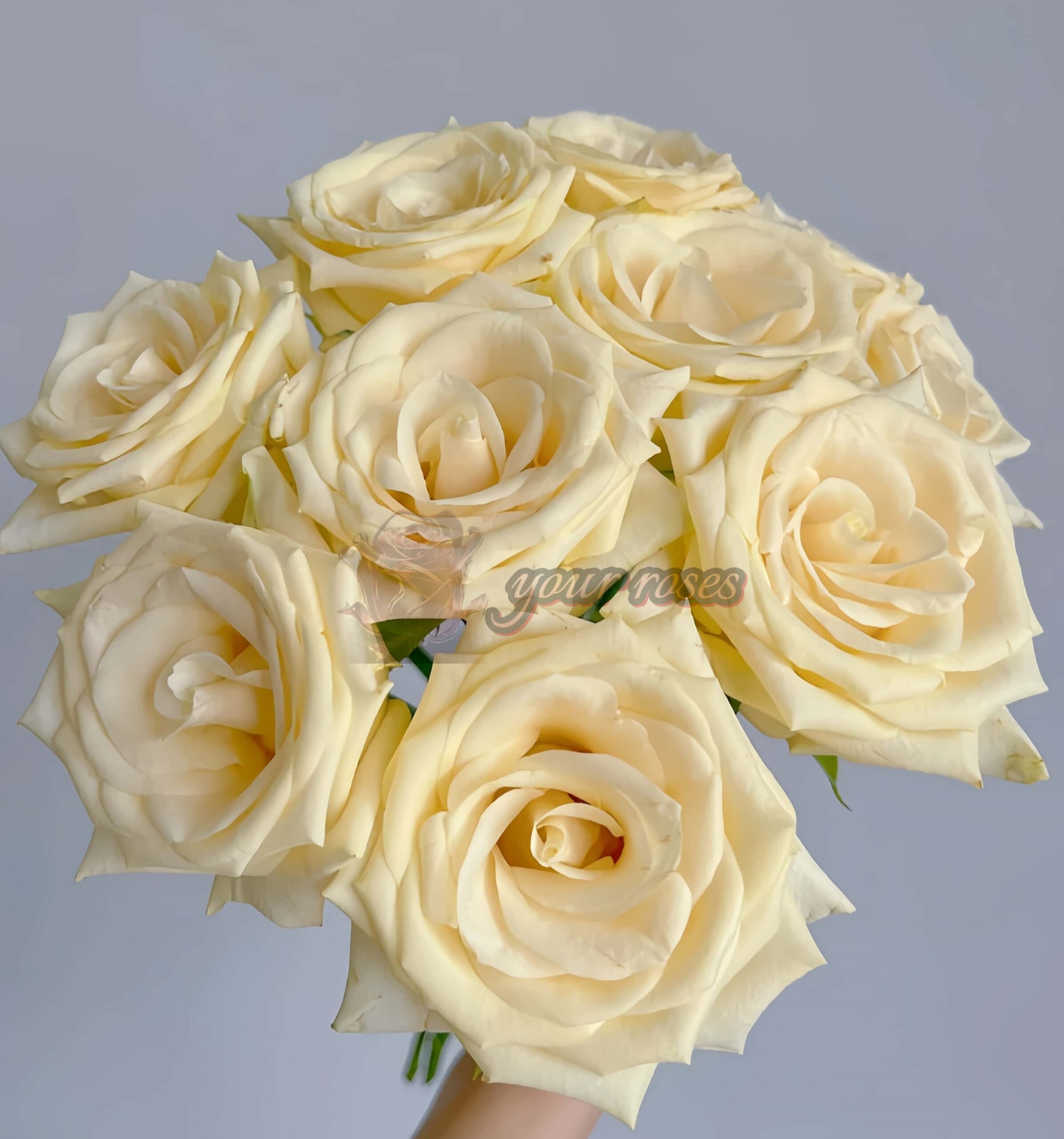 Little Butter Rose丨Your roses